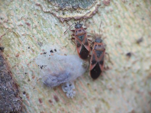 Arocatus roeselii